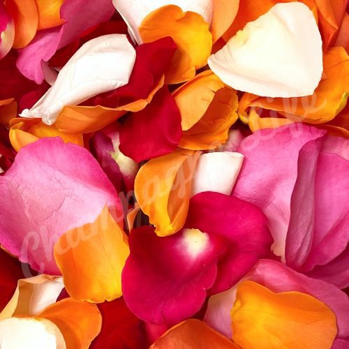 Champagne Life - Multi-Color Rose Petals